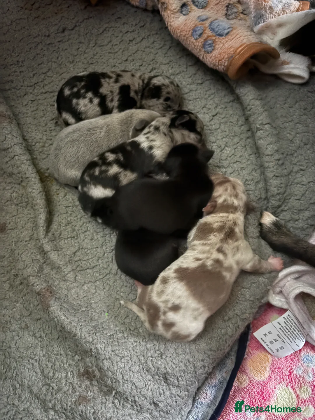 Chihuahua dogs for sale: 🐾 Stunning Chihuahua Puppies Available 🐾 - Advert 2