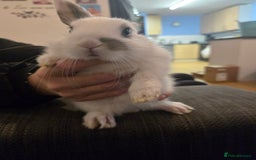 Rex rabbits for sale: 5 week old baby bunnies  - Advert 6