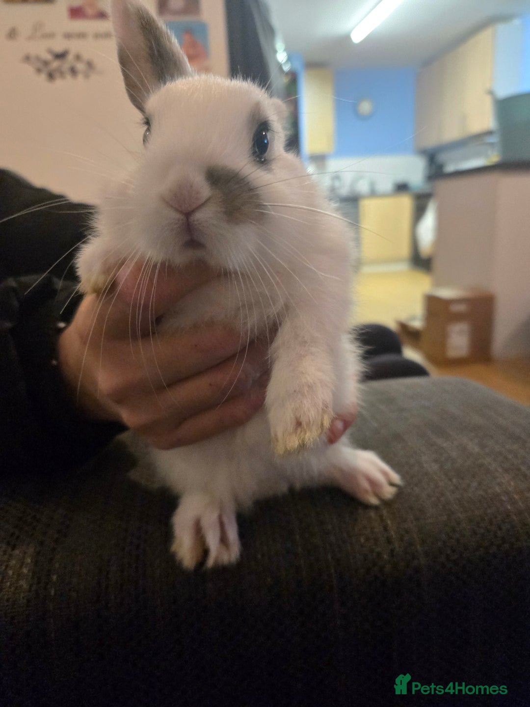 Rex rabbits for sale: 5 week old baby bunnies  - Advert 6
