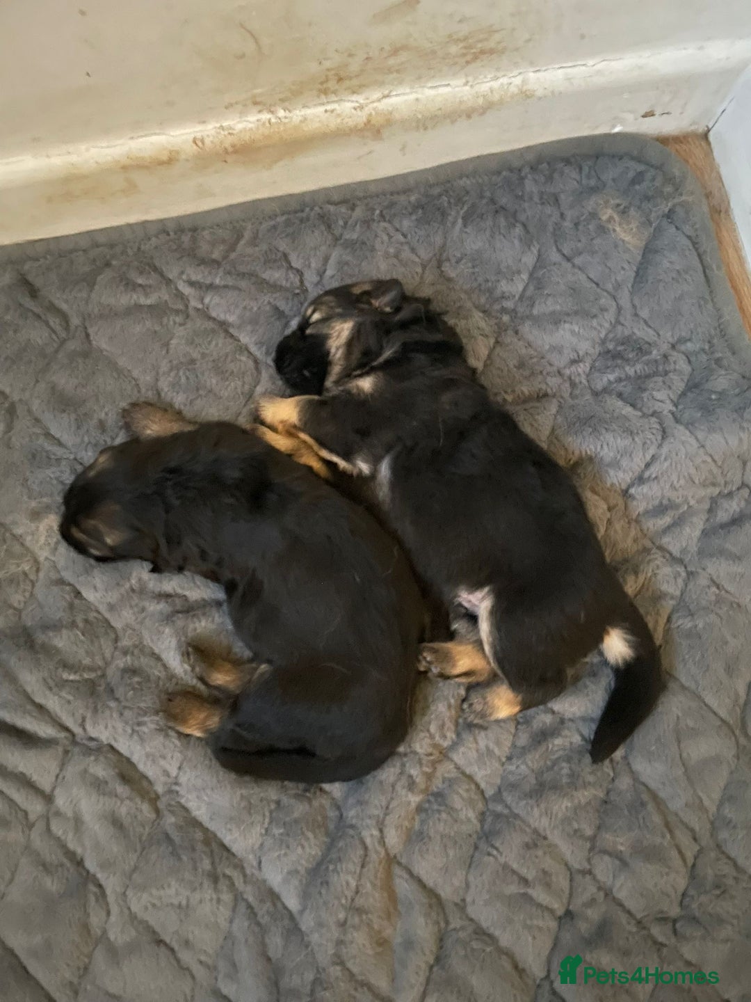 German Shepherd dogs for sale: Long-Medium hair pure bred German Shepherds 🇩🇪 - Image 9