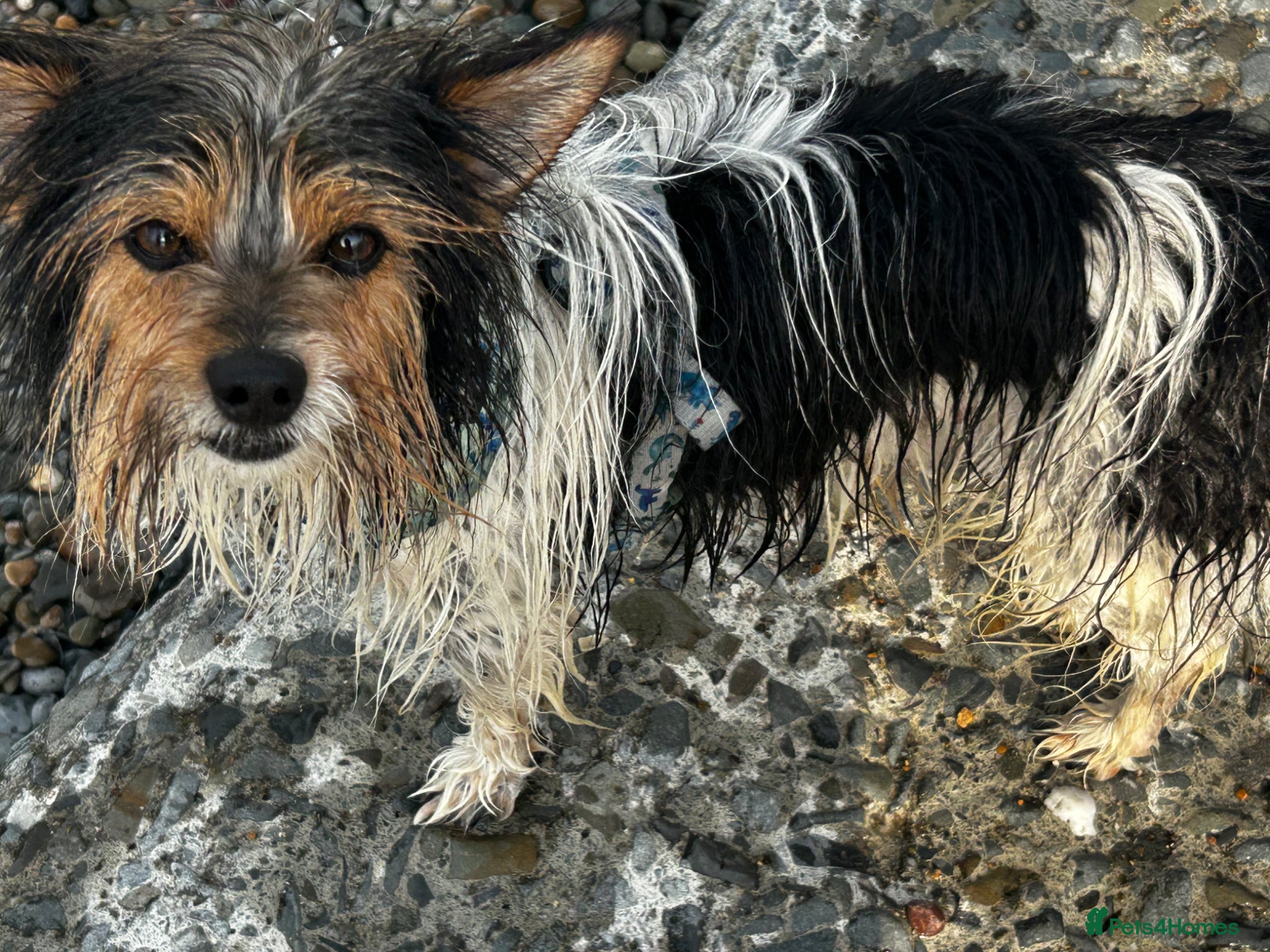 Jackapoo dogs for sale: Buster in Kidderminster - Advert 10