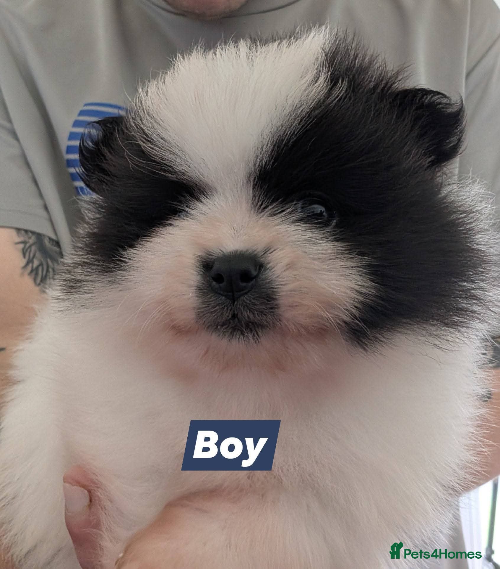 Pomeranian dogs Gorgeous KC Pomeranians  - Advert 2