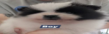 Pomeranian Puppy 1