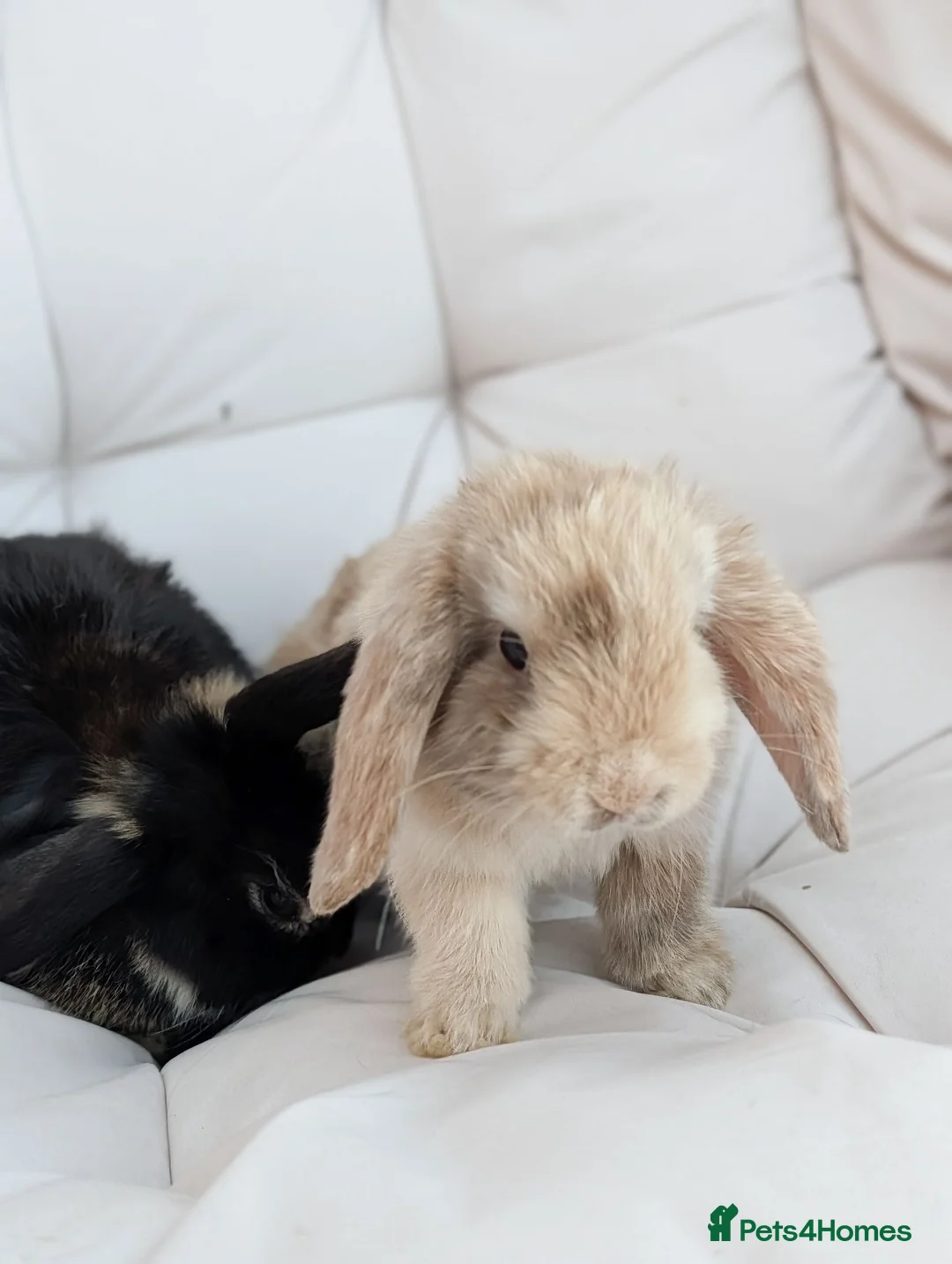 Mini Lop rabbits for sale: Harlequin Mini Lop - Advert 3