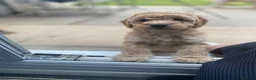 Cockapoo dogs for sale: Beautiful Cockapoo puppies 🐶 5 boys 3 girls - Advert 4