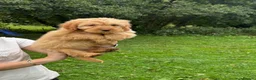 Cockapoo dogs for sale: Beautiful cockapoo puppy’s  - Advert 6