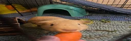 Guinea Pig rodents for sale: Handsome blonde male Guinea pig - Advert 2