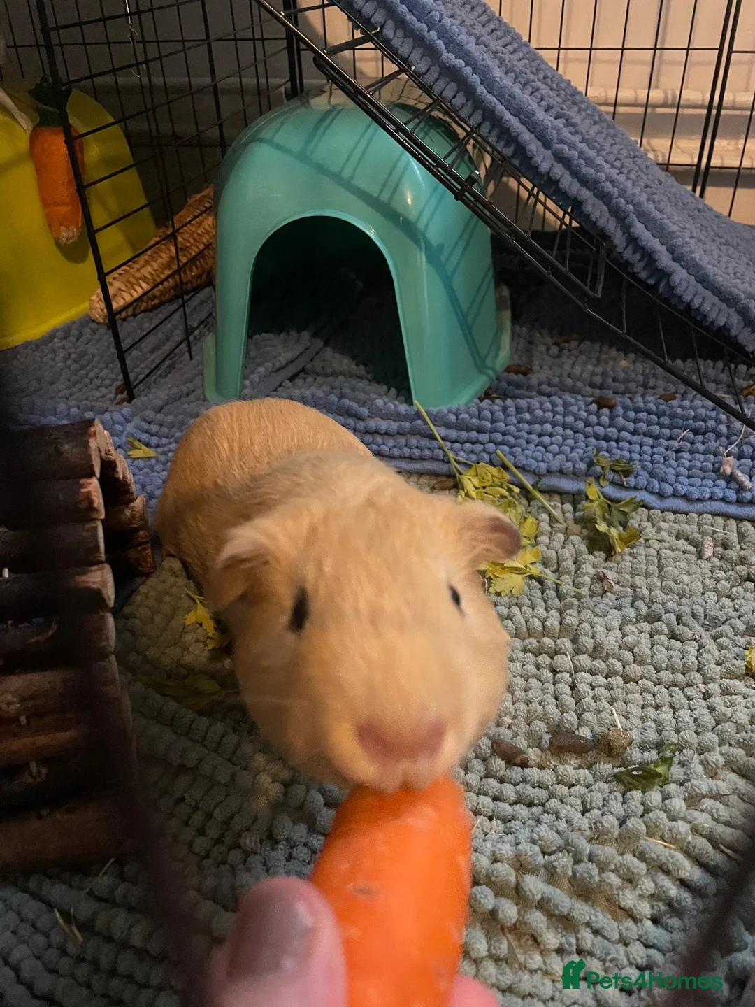 Guinea Pig rodents for sale: Handsome blonde male Guinea pig - Advert 2