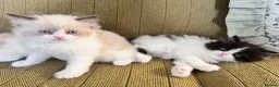 Persian cats for sale: 6 week Ragdoll x Persian Kittens - see description - Advert 9