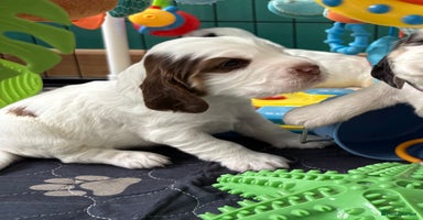 Cocker Spaniel dogs - Advert 10