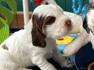 Cocker Spaniel dogs - Advert 33