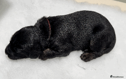 Afghan Hound dogs for sale: Afghan Hound Litter AVAILABLE - Image 8