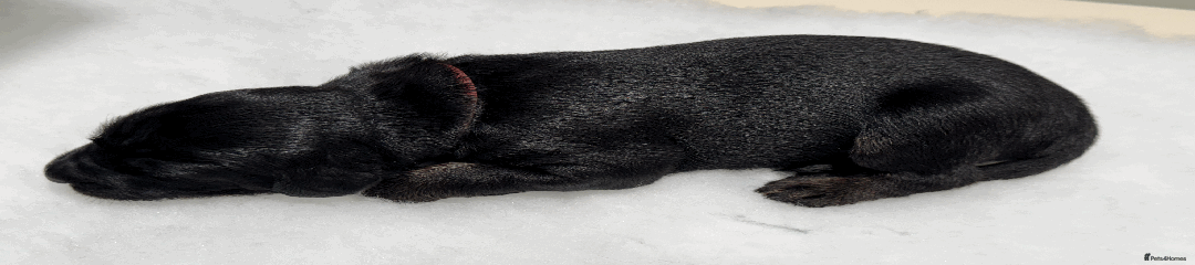 Afghan Hound Puppy 3