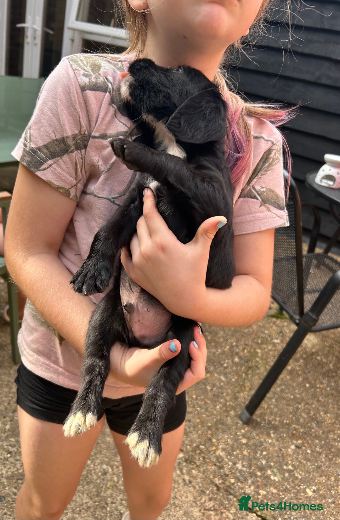 Sprocker dogs for sale: Sprocker Spaniel Puppies - Image 13