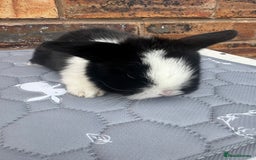 Mini Lop rabbits for sale: Pure mini lops  - Image 12