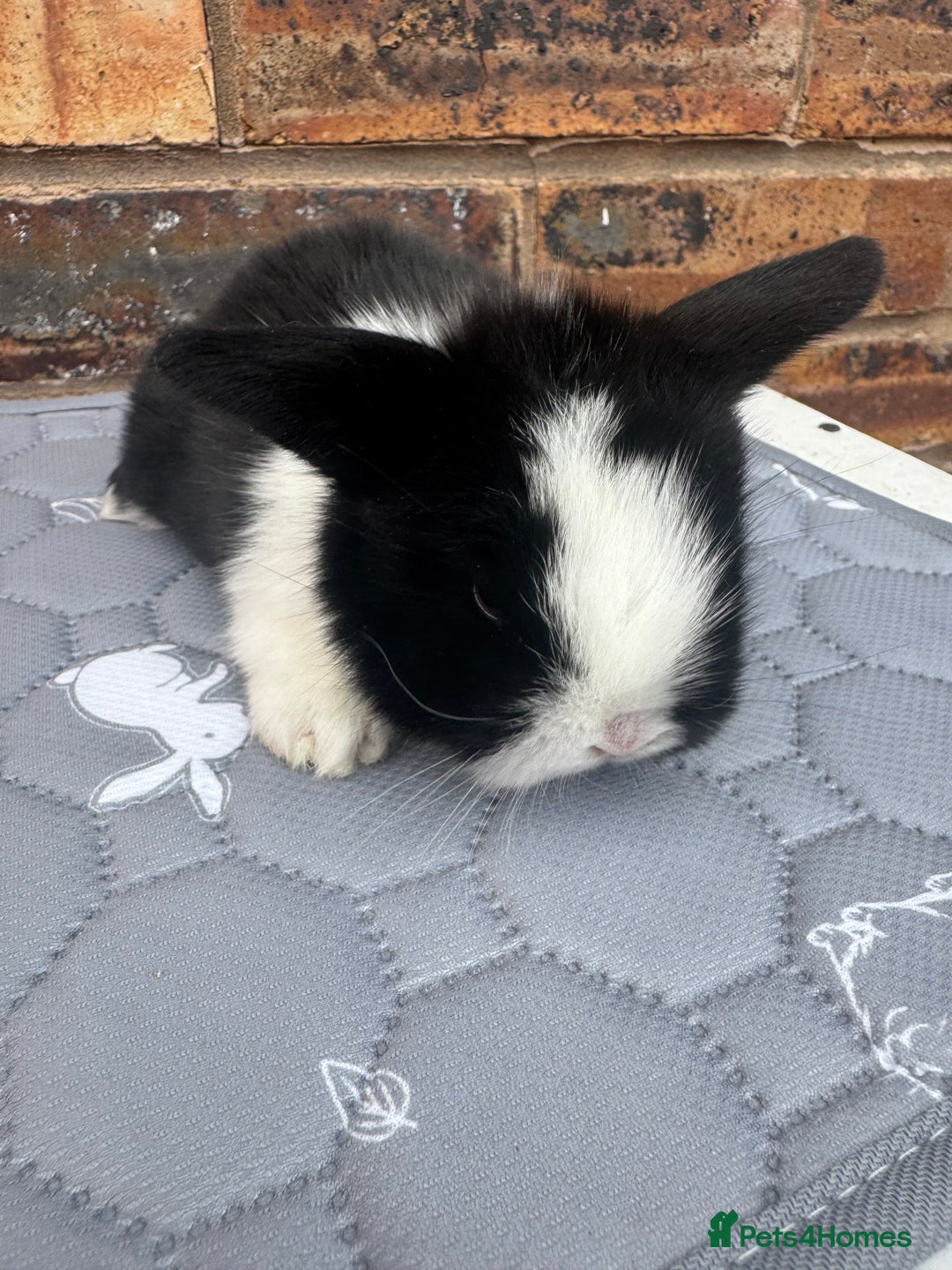 Mini Lop rabbits for sale: Pure mini lops  - Image 12
