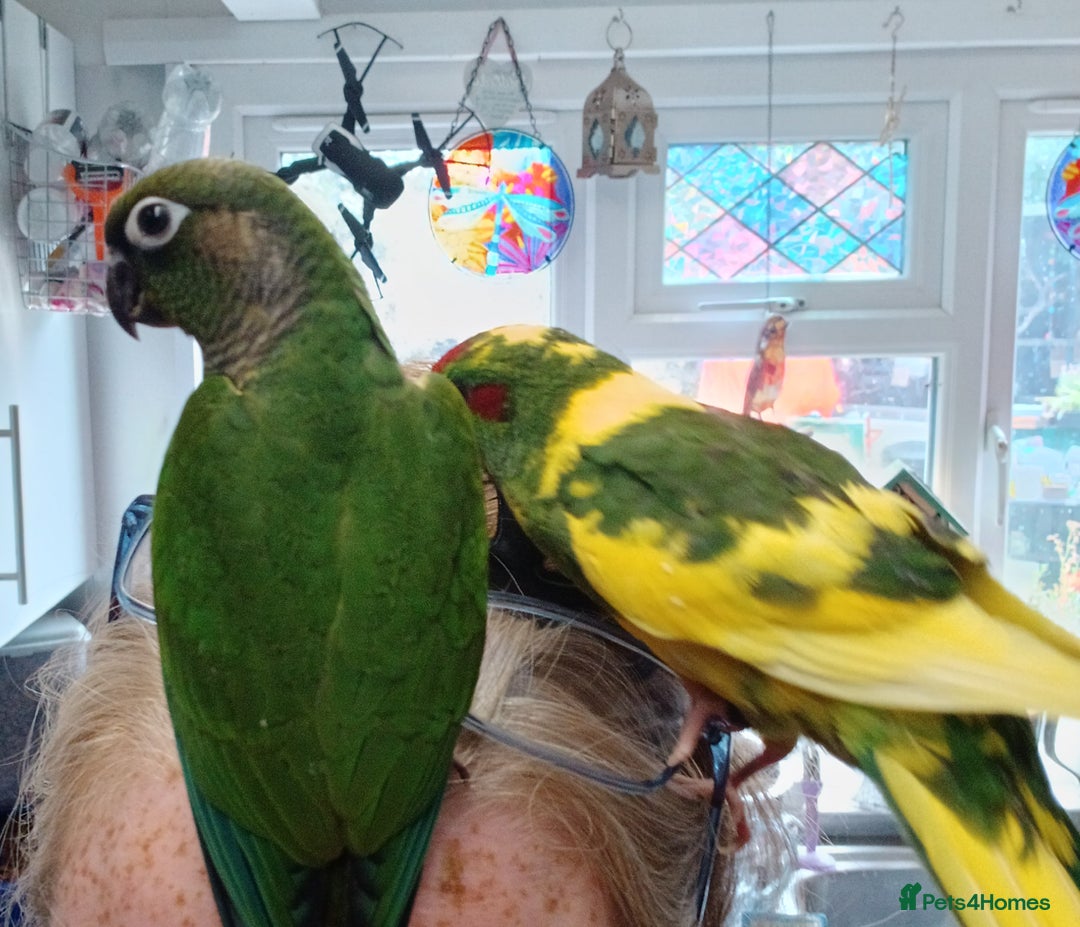Parakeets birds for sale: Handreared Conures! Kakariki and lovebirds  - Image 19
