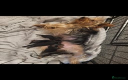 Yorkshire Terrier dogs for sale: Beautiful yorkies - Image 1