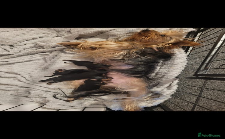 Yorkshire Terrier dogs - Advert 2