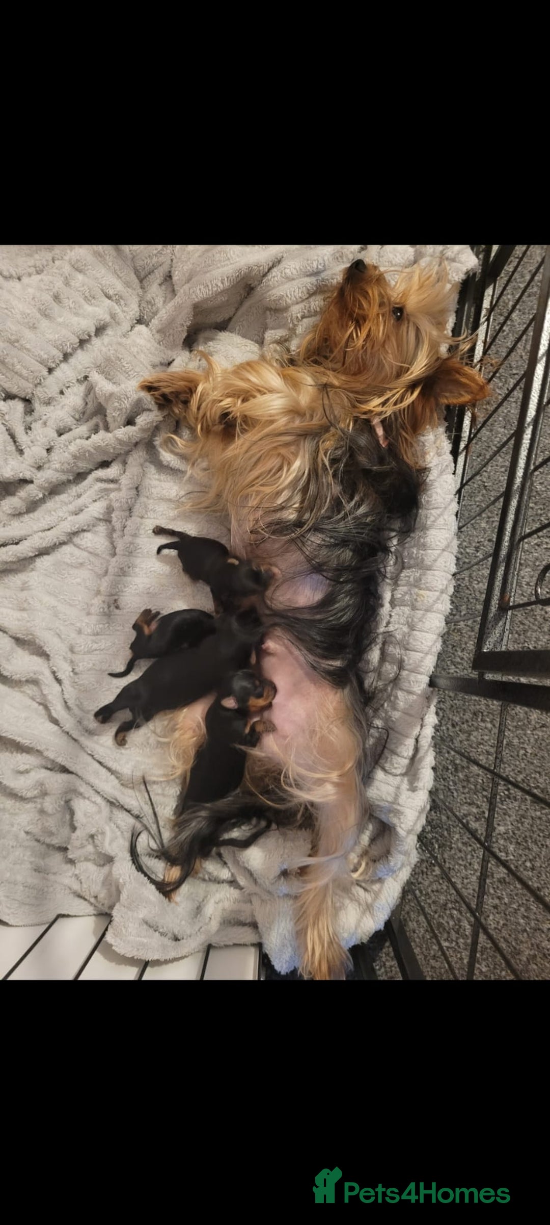 Yorkshire Terrier dogs for sale: Beautiful yorkies - Image 1