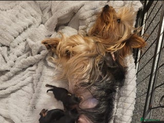 Yorkshire Terrier dogs for sale - Advert 1