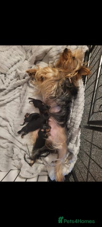 Yorkshire Terrier dogs - Advert 2