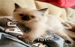 Ragdoll cats for sale: Gorgeous Ragdoll Kittens in Wednesbury - Image 3