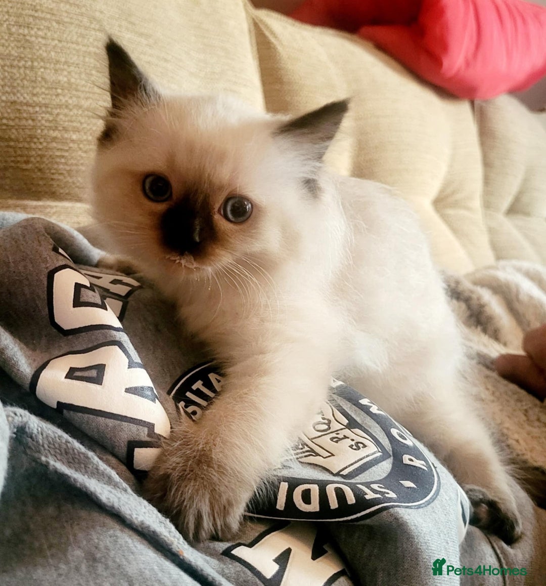 Ragdoll cats for sale: Gorgeous Ragdoll Kittens in Wednesbury - Image 3