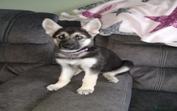 Shepsky dogs for sale: Gerbirian  shepskis - Image 14