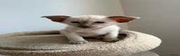 Siamese cats for sale: GCCF Registered Stunning Siamese Kittens  - Advert 7