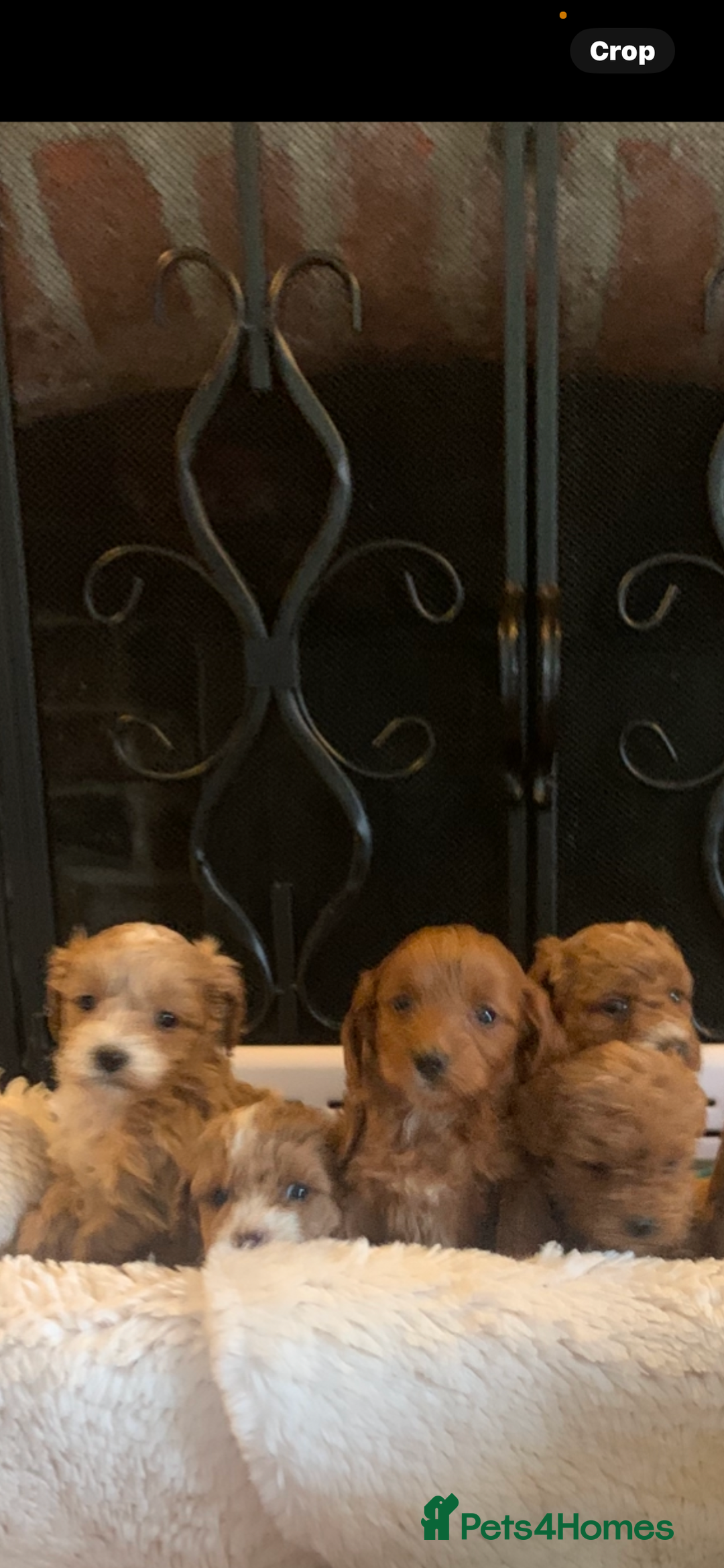 Cockapoo dogs for sale: F1b cockapoo  - Advert 19