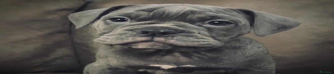 Olde English Bulldogge Storm