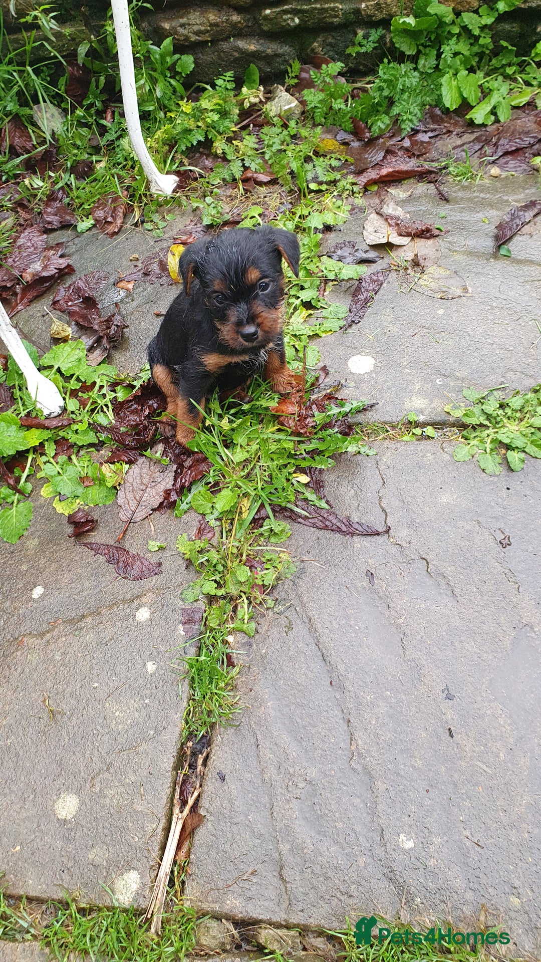 Mixed Breed dogs for sale: Gorgeous  terrier  puppies! - Advert 3