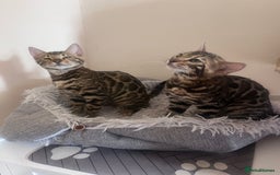 Bengal cats for sale: 2 gorgeous Bengal girls  - Image 4