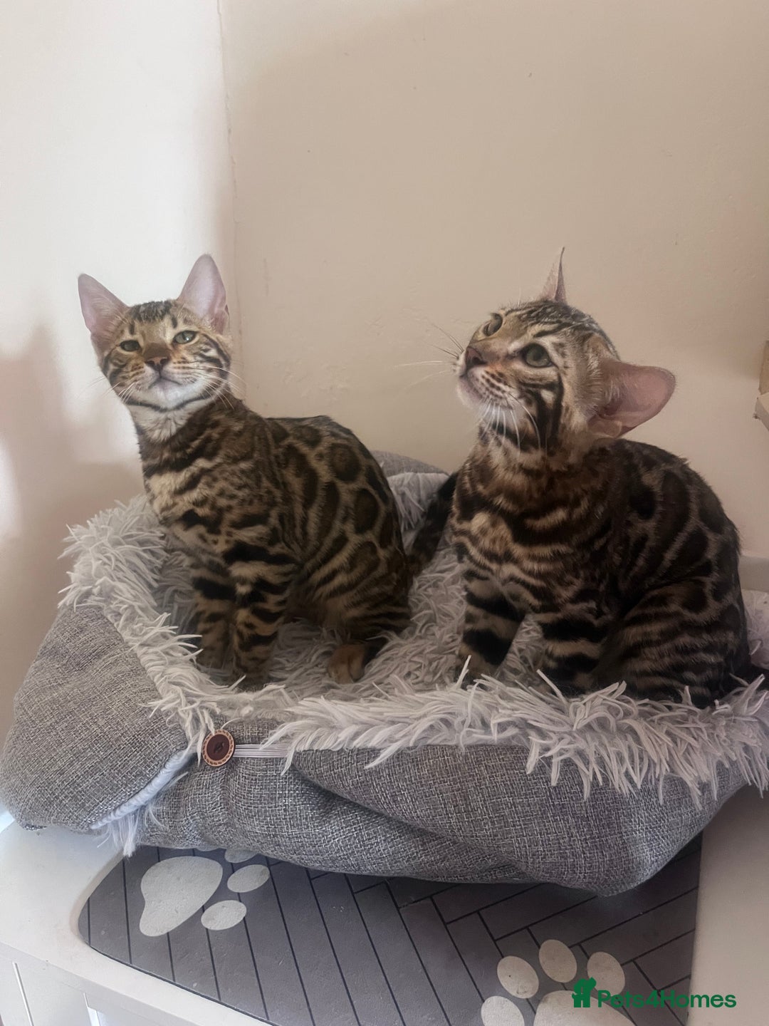 Bengal cats for sale: 2 gorgeous Bengal girls  - Image 4