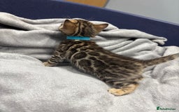 Bengal cats for sale: Amazing brown rosetted Bengal girl kittens - Image 7