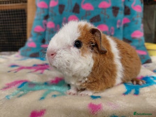 Guinea Pig rodents - Advert 25