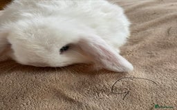 Mini Lop rabbits for sale: Beautiful mini lop rabbits - Image 14