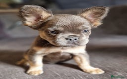 French Bulldog dogs for sale: 3 French bulldog females - Image 4