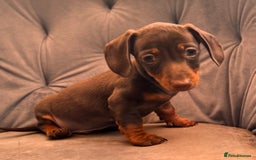 Miniature Dachshund dogs for sale: BEAUTIFUL MINI DACHSHUND PUPPIES READY NOW - Image 23