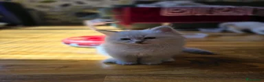 Siberian 2