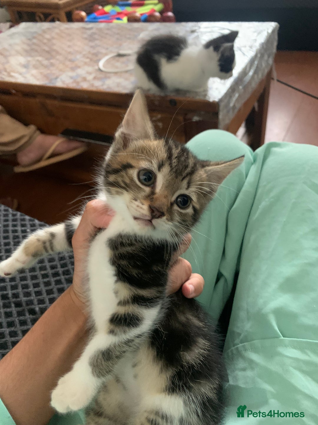 British Shorthair cats for sale: 2 boy kittens ready for there new home - Image 10