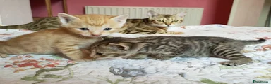 Mixed Breed 1