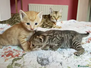 Mixed Breed cats Ginger & Charcoal Grey X Bengal X kittens - Advert 1