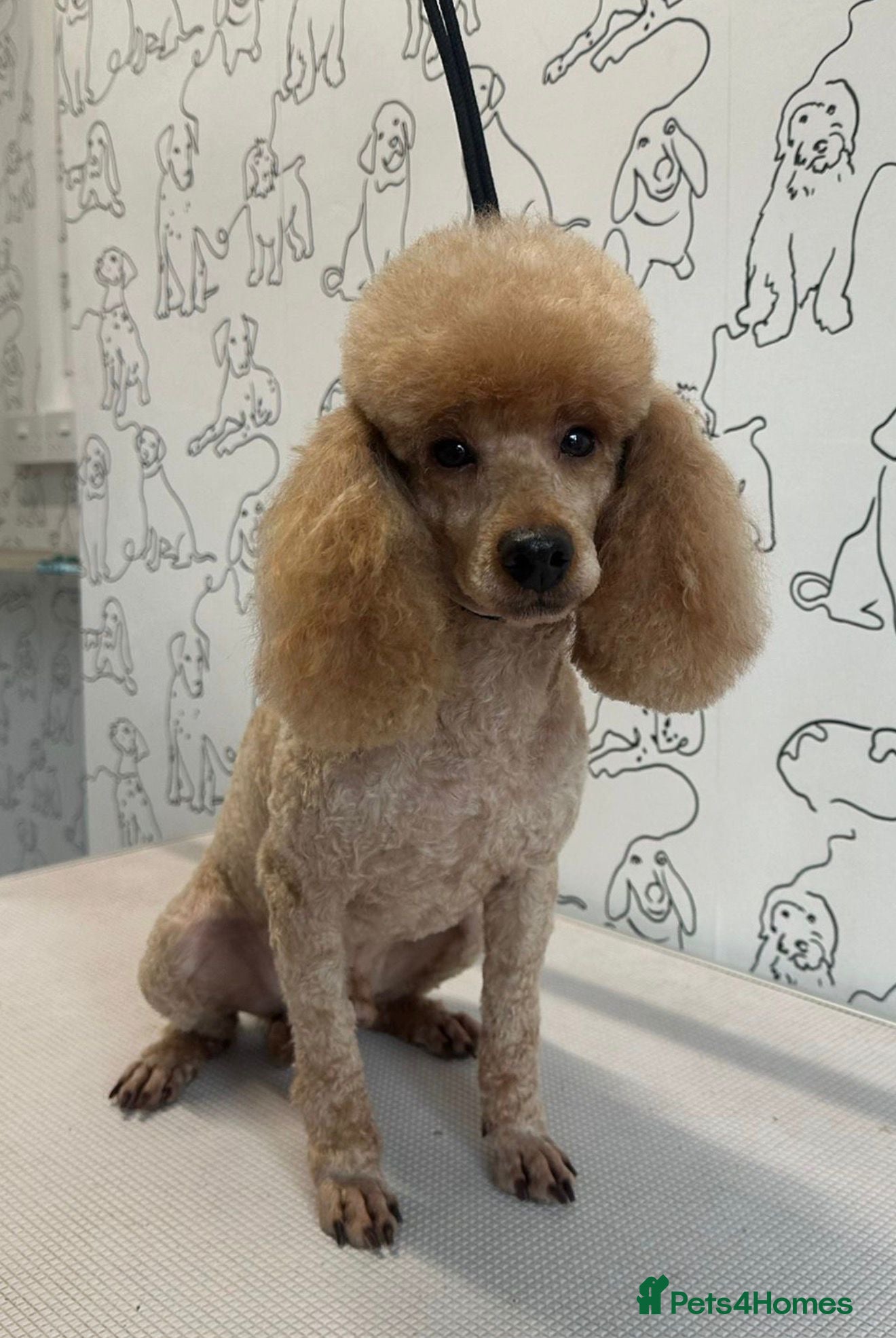 Toy Poodle dogs Stunning KC Toy Poodle Stud  - Advert 1