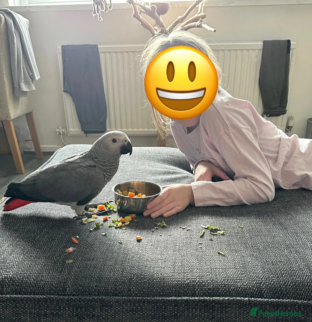 Parrots birds for sale: Stunning baby African Grey - Advert 1
