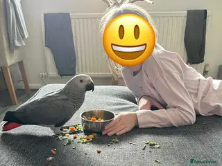 Parrots birds Stunning baby African Grey - Advert 1