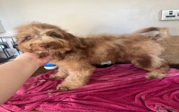 Cockapoo dogs for sale: Beautiful Chocolate and Merle F1 babies - Image 3