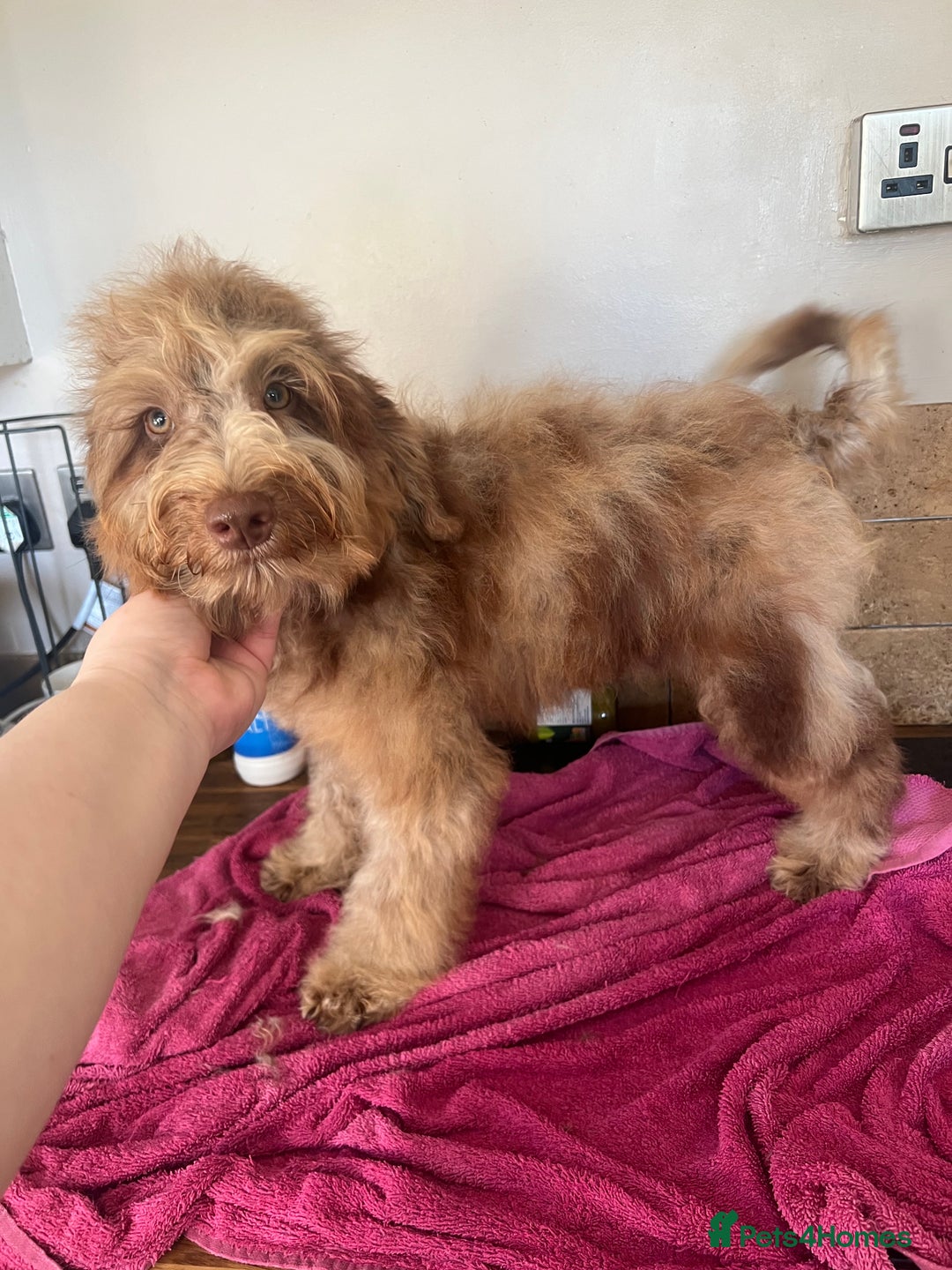 Cockapoo dogs for sale: Beautiful Chocolate and Merle F1 babies - Image 3