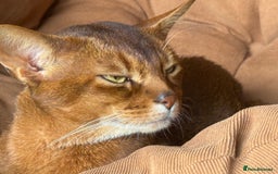 Abyssinian cats for sale: Amazing champion parents litter ❤️ - Image 14
